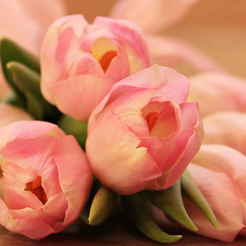 pink tulips in close up