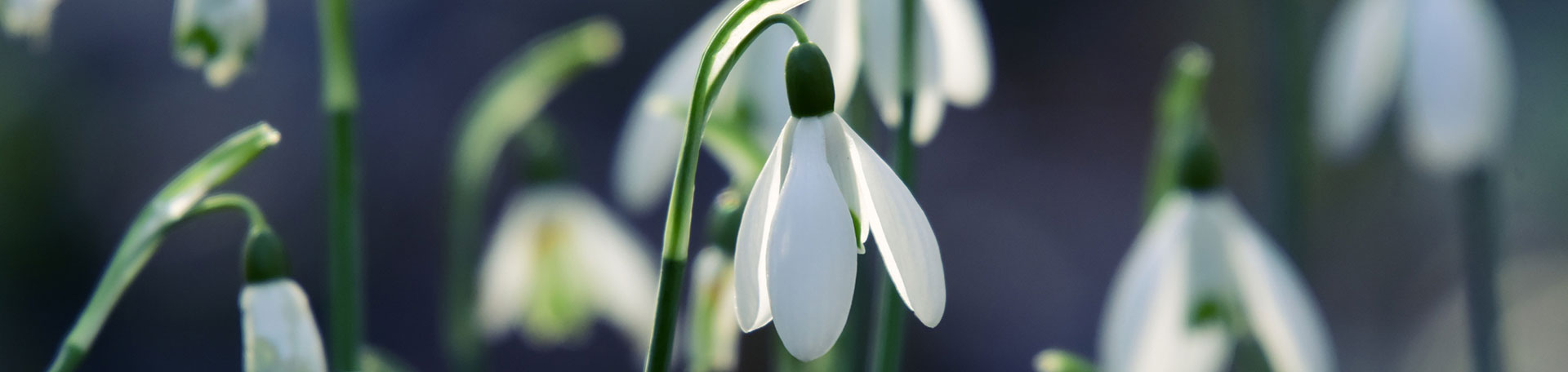 white flower with bent stem