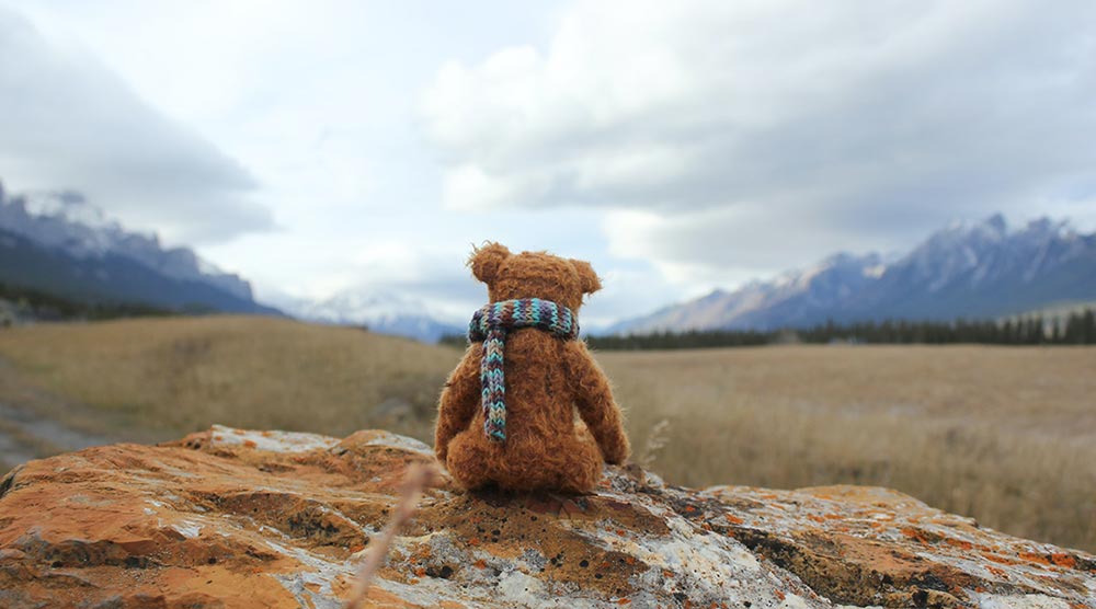 teddy bear toy facing forest